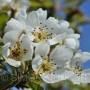 Pear Blossom